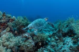 Sea turtle gliding over a coral reef