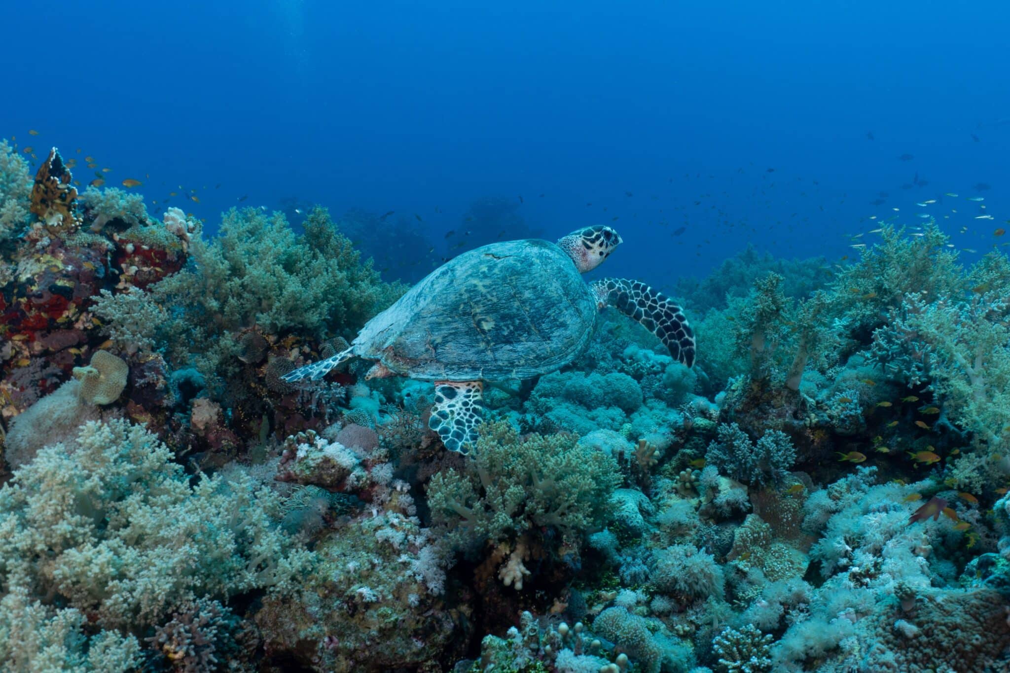 Sea turtle gliding over a coral reef